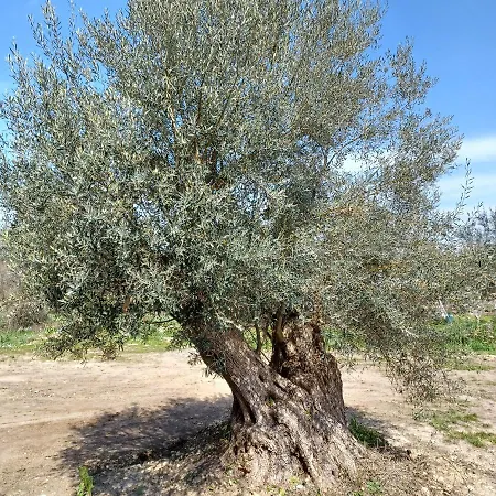Appartamento Eleonas 2, Lygia *